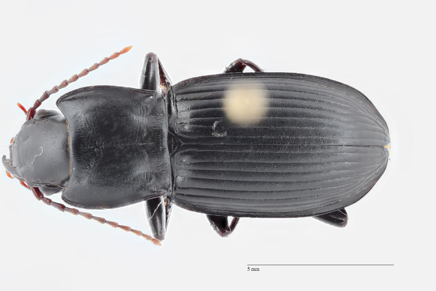 Pterostichus (Hypherpes) image