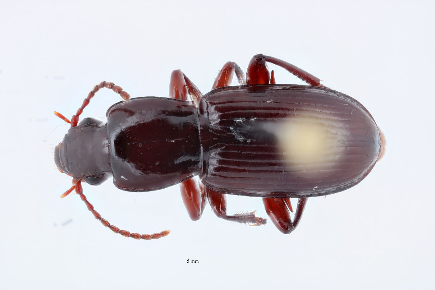 Pterostichus inanis image