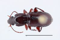 Image of Pterostichus inanis