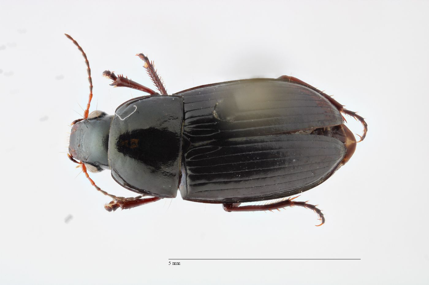 Amara aurata image