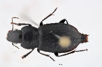 Anisodactylus californicus image