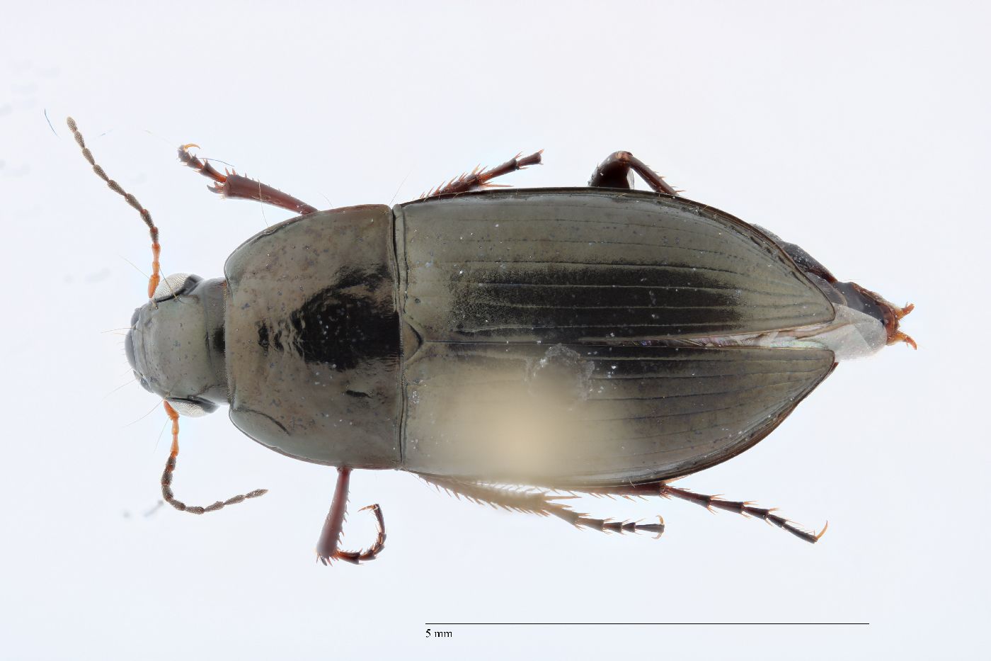 Amara scitula image