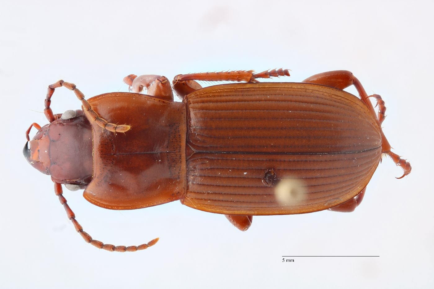 Pterostichus (Hypherpes) image