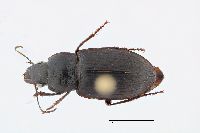 Anisodactylus similis image