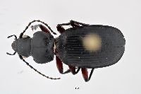 Pterostichus sublaevis image