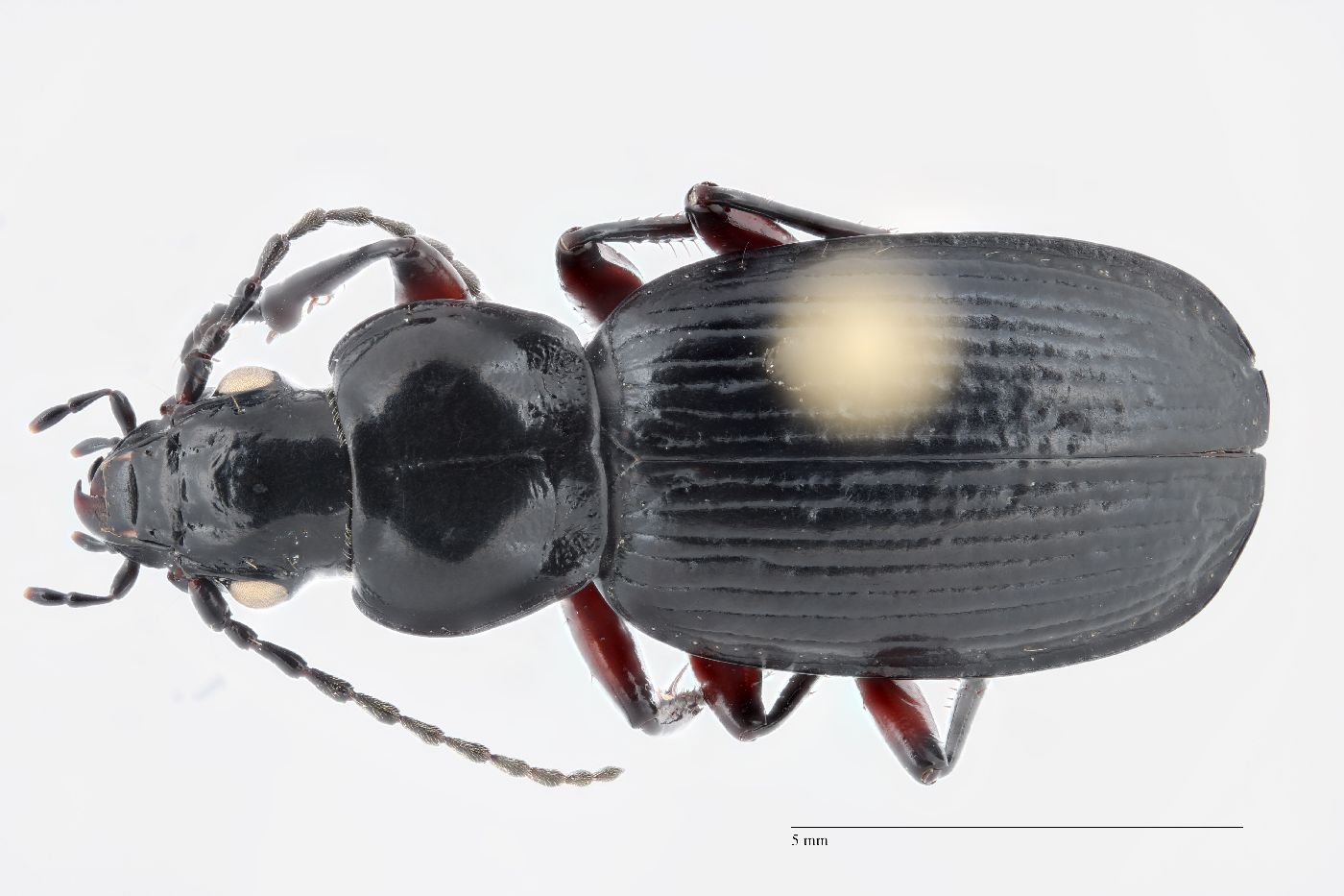 Pterostichus sublaevis image