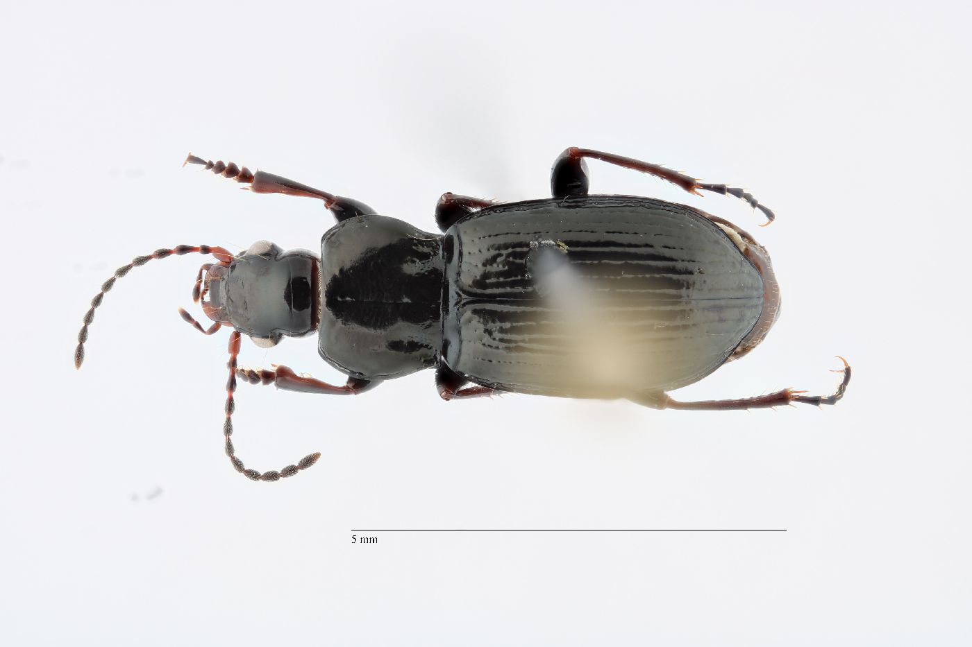 Pterostichus (Criobius) image