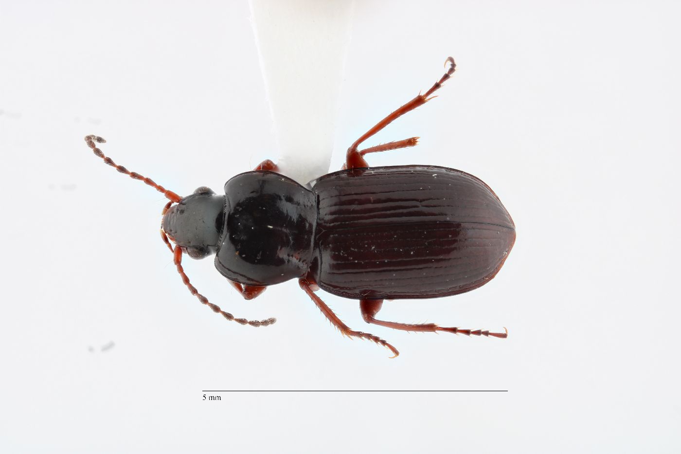 Pterostichus mandibularoides image
