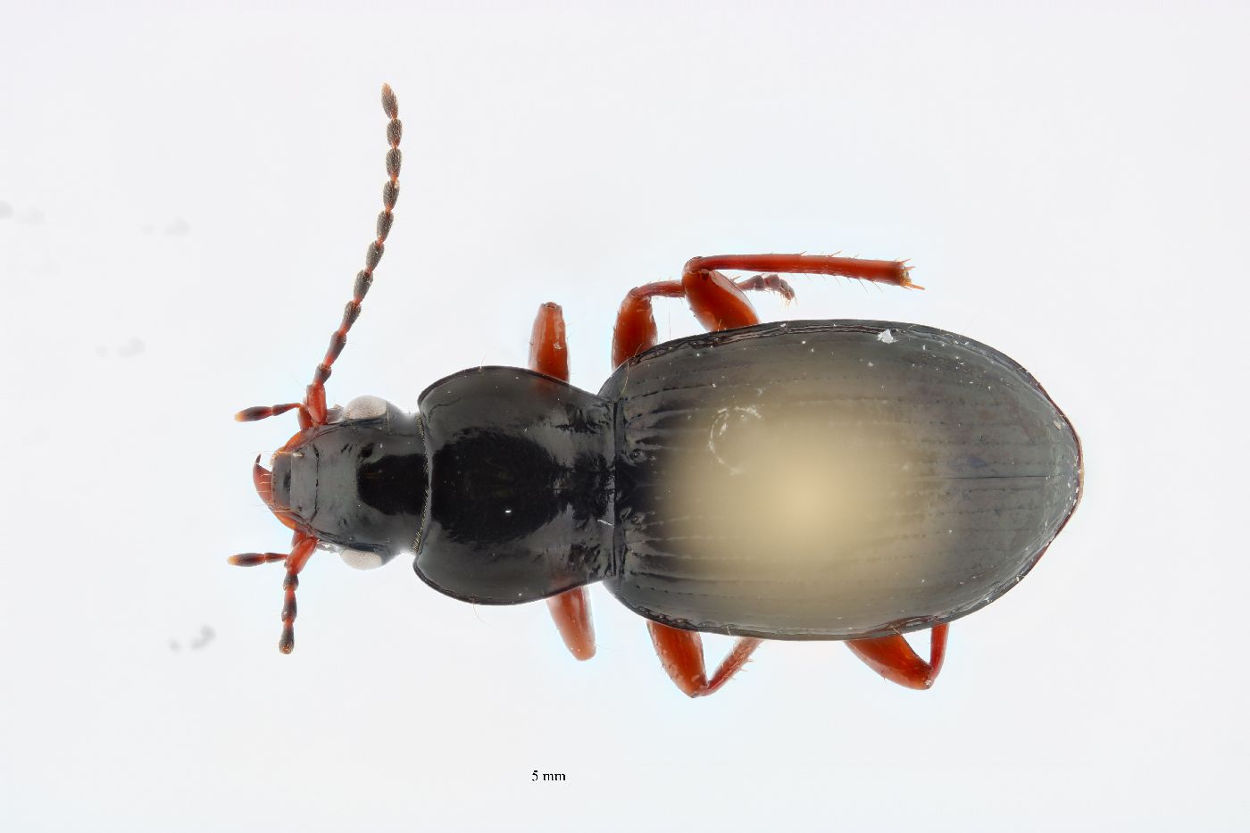 Pterostichus tiliaceoradix image