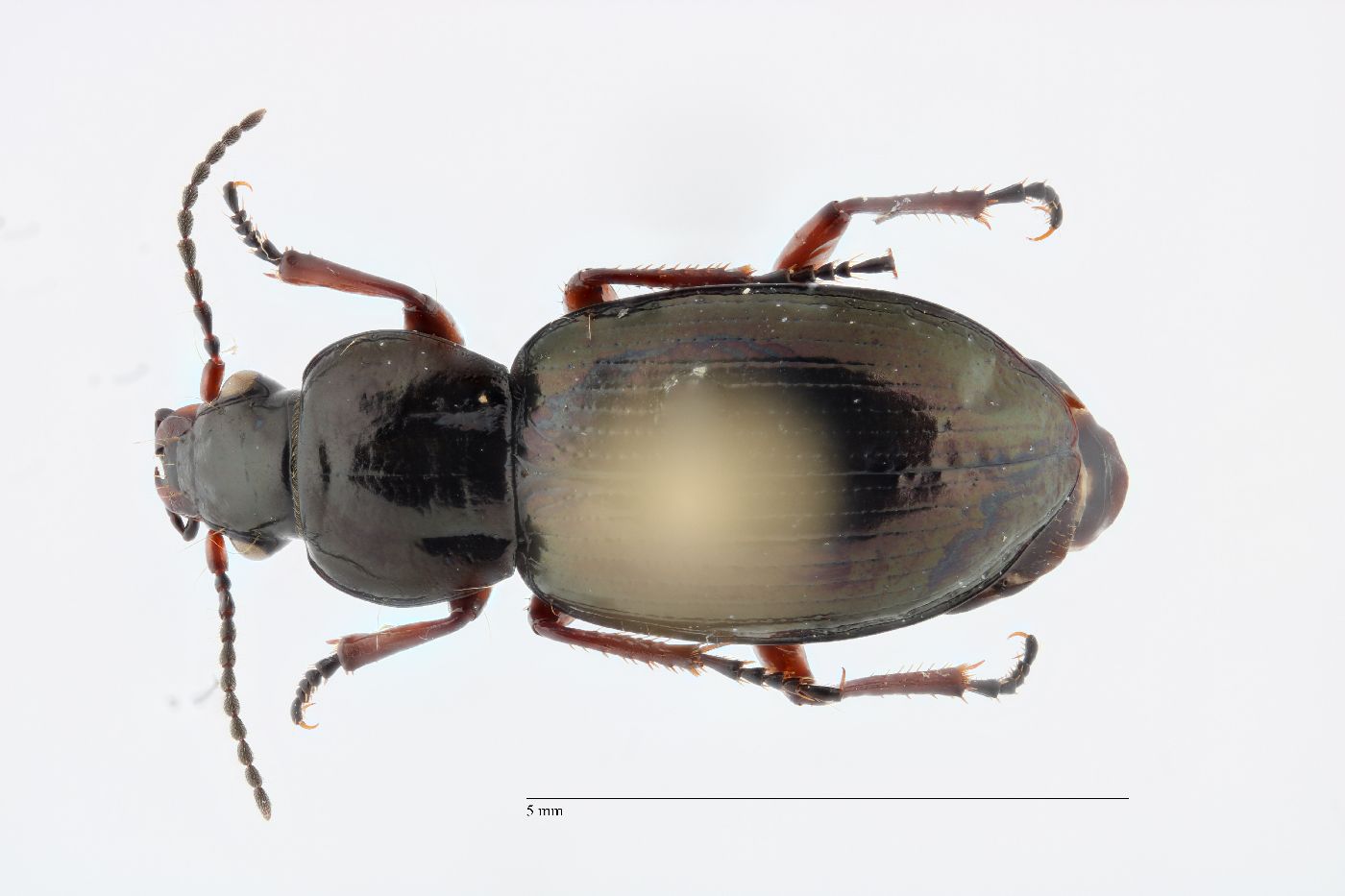 Pterostichus caribou image