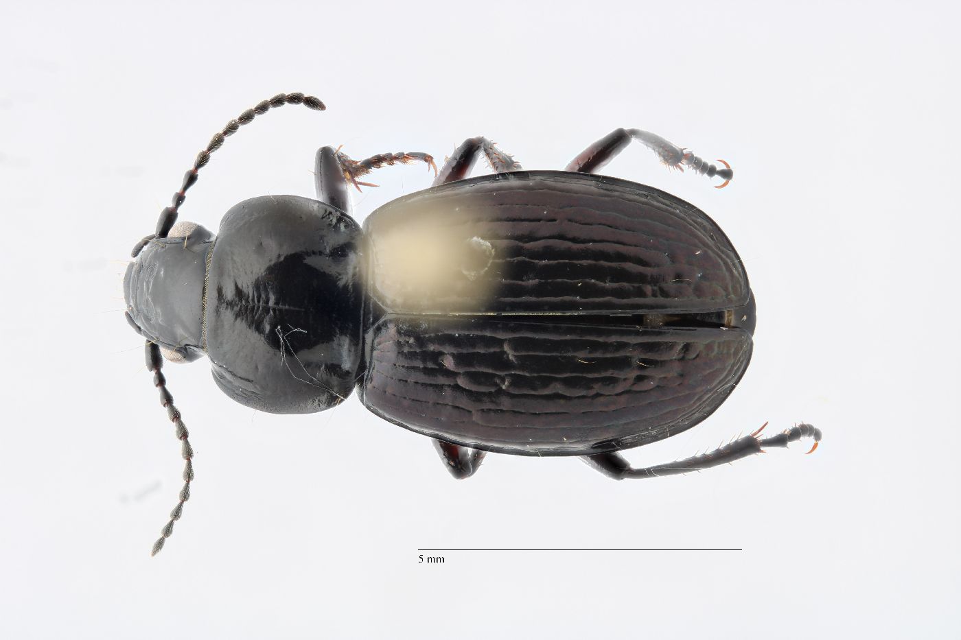 Pterostichus (Lenapterus) image