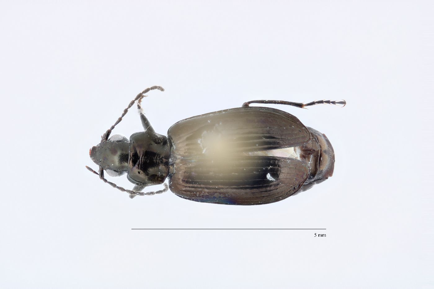 Agonum exaratum image