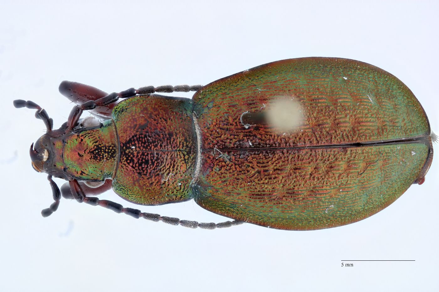 Carabus truncaticollis image