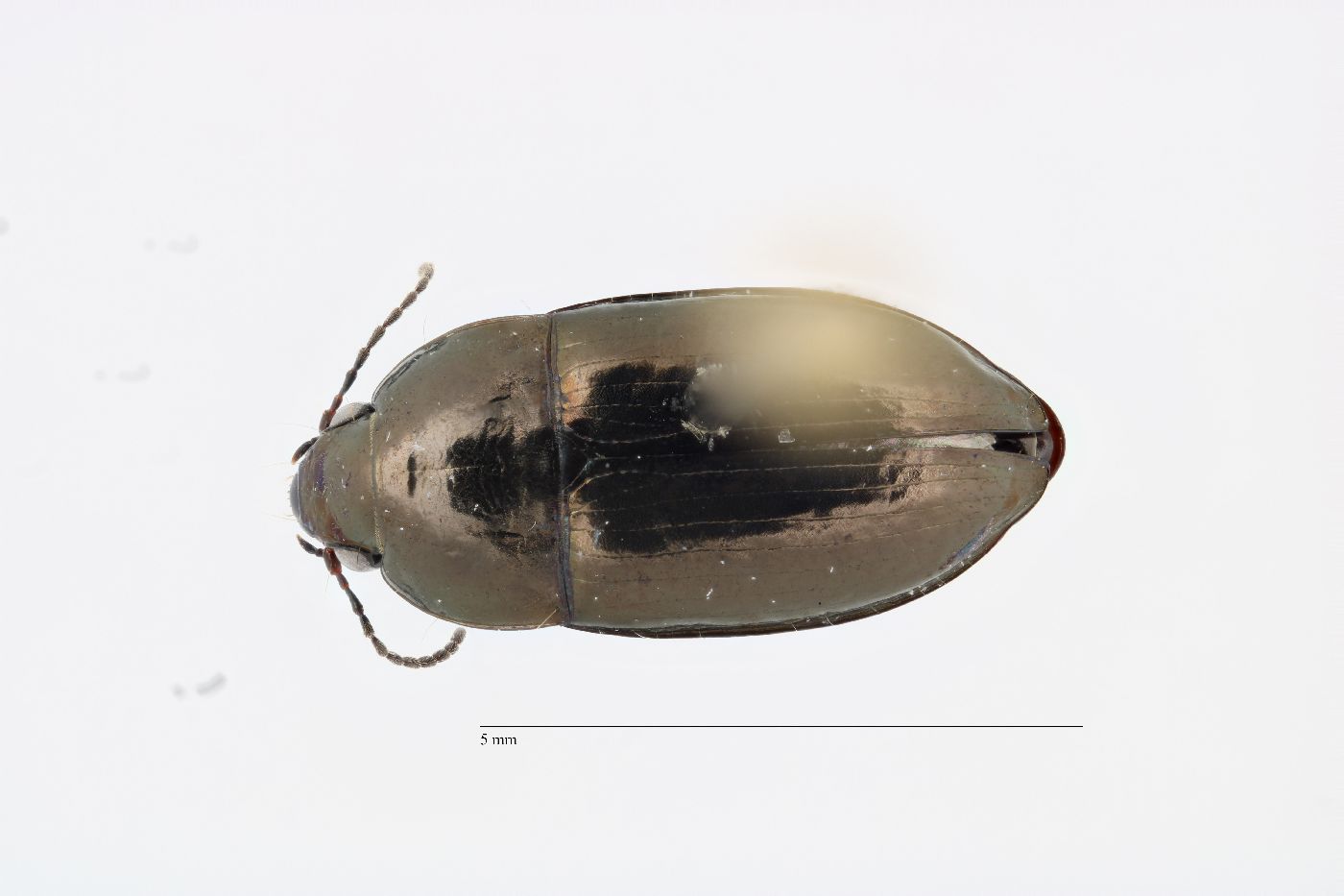 Amara laevipennis image