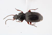 Image of Pterostichus brevicornis