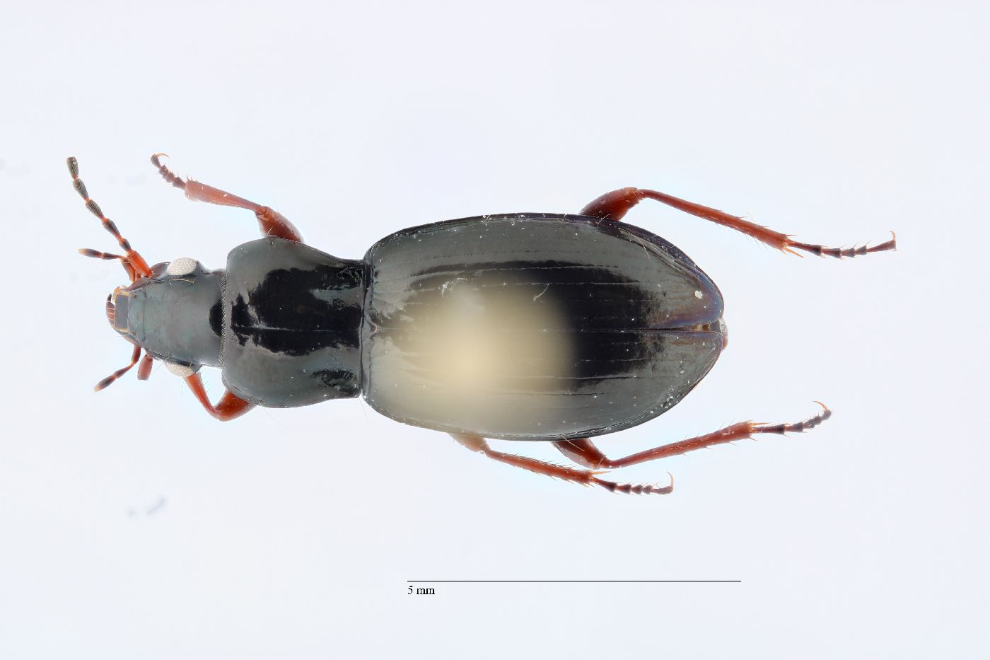 Pterostichus pinguedineus image