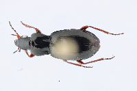 Image of Pterostichus pinguedineus