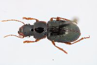 Image of Harpalus solitaris