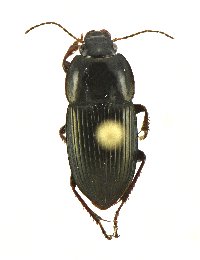 Anisodactylus dulcicollis image