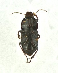 Image of Anisodactylus dulcicollis