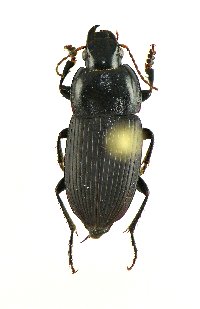 Anisodactylus (Anisodactylus) image