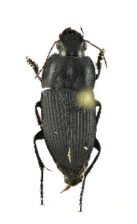 Anisodactylus merula image