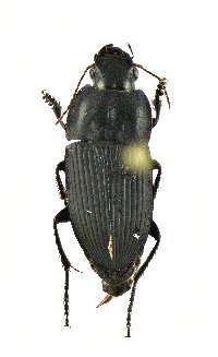 Anisodactylus (Gynandrotarsus) image