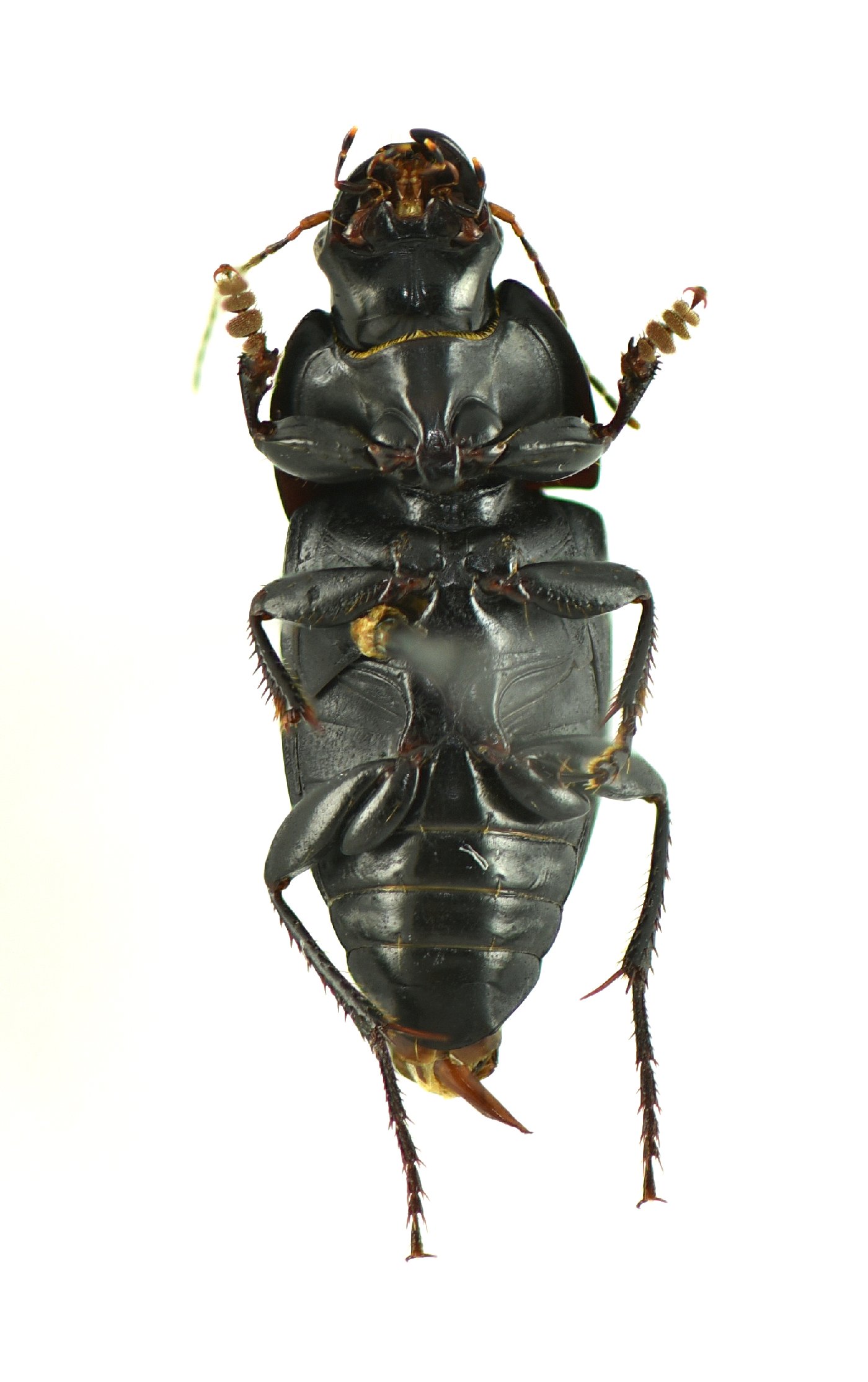 Anisodactylus merula image