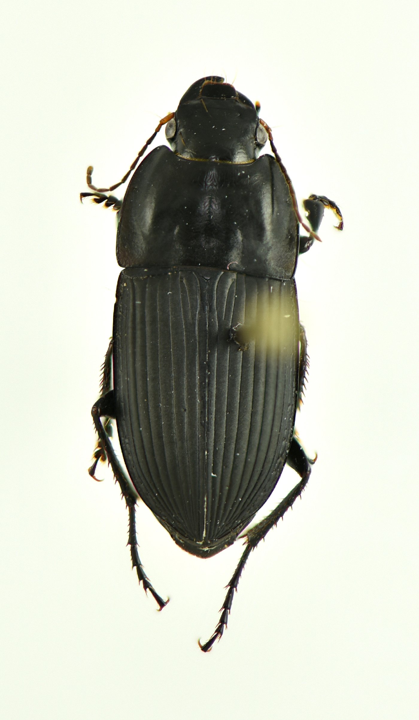 Anisodactylus ovularis image