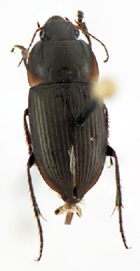 Anisodactylus rusticus image