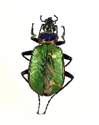 Calosoma (Calodrepa) image