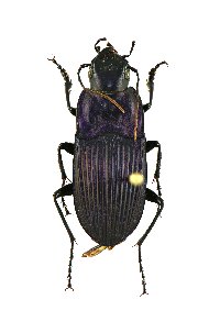 Dicaelus purpuratus image