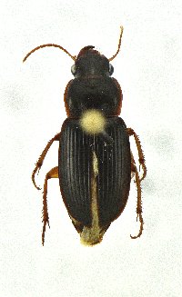 Harpalus (Pseudoophonus) image