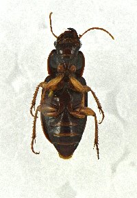 Harpalus (Pseudoophonus) image