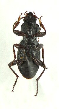 Pterostichus adoxus image