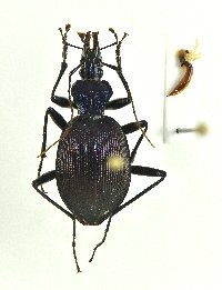 Scaphinotus andrewsii image