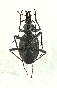 Scaphinotus andrewsii image