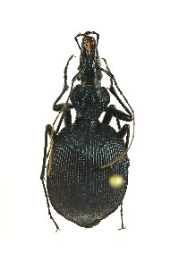 Scaphinotus guyotii image