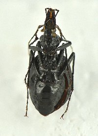 Scaphinotus guyotii image