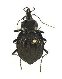 Scaphinotus (Scaphinotus) image