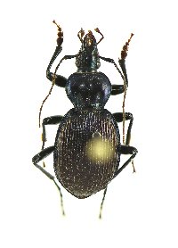 Sphaeroderus canadensis lengi image