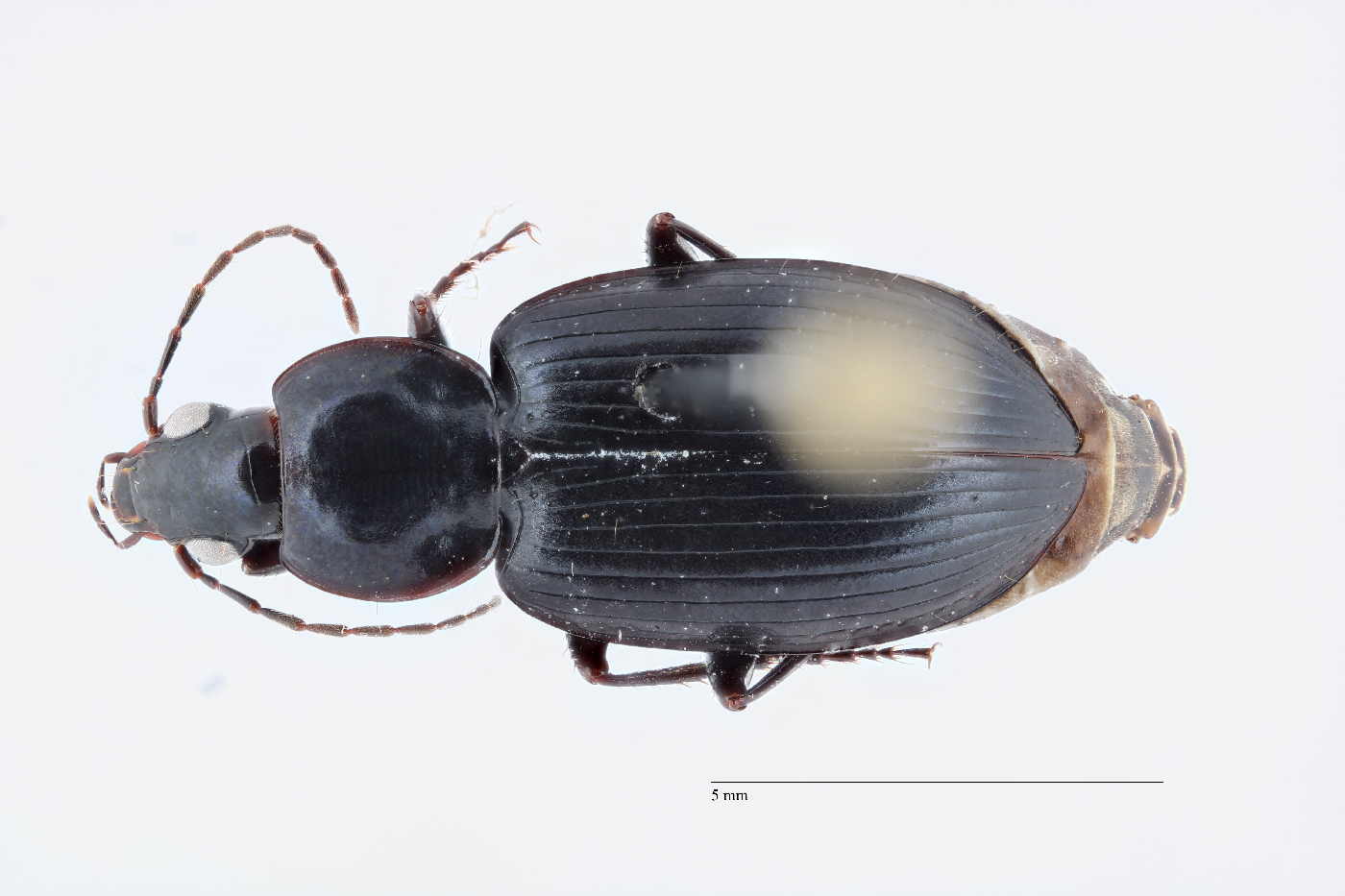 Agonum image