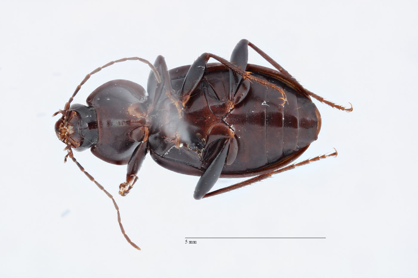 Agonum image