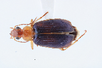 Image of Lebia subgrandis