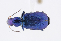 Image of Philophuga caerulea