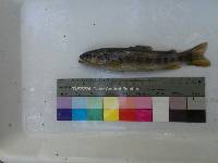 Image of Salmo trutta