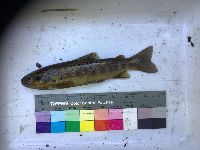 Salmo trutta image