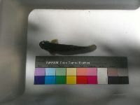 Image of Sicydium punctatum