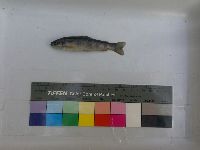 Salvelinus fontinalis image