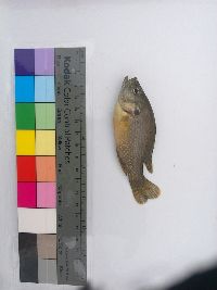 Lepomis cyanellus image